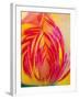 Radiant Yellow Tulip-Ella Lancaster-Framed Giclee Print