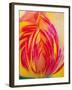 Radiant Yellow Tulip-Ella Lancaster-Framed Giclee Print