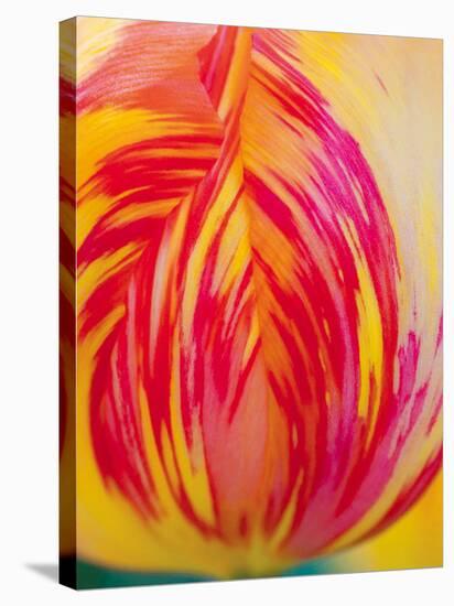 Radiant Yellow Tulip-Ella Lancaster-Stretched Canvas