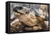 Radiated Tortoise (Astrochelys Radiata), Madagascar Central Highlands, Madagascar, Africa-Matthew Williams-Ellis-Framed Stretched Canvas