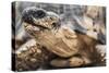 Radiated Tortoise (Astrochelys Radiata), Madagascar Central Highlands, Madagascar, Africa-Matthew Williams-Ellis-Stretched Canvas