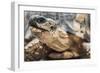 Radiated Tortoise (Astrochelys Radiata), Madagascar Central Highlands, Madagascar, Africa-Matthew Williams-Ellis-Framed Photographic Print