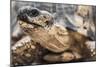 Radiated Tortoise (Astrochelys Radiata), Madagascar Central Highlands, Madagascar, Africa-Matthew Williams-Ellis-Mounted Photographic Print