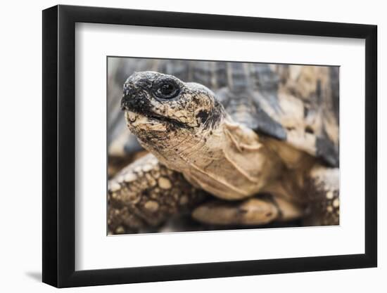 Radiated Tortoise (Astrochelys Radiata), Madagascar Central Highlands, Madagascar, Africa-Matthew Williams-Ellis-Framed Photographic Print