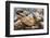 Radiated Tortoise (Astrochelys Radiata), Madagascar Central Highlands, Madagascar, Africa-Matthew Williams-Ellis-Framed Photographic Print