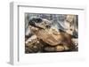 Radiated Tortoise (Astrochelys Radiata), Madagascar Central Highlands, Madagascar, Africa-Matthew Williams-Ellis-Framed Photographic Print