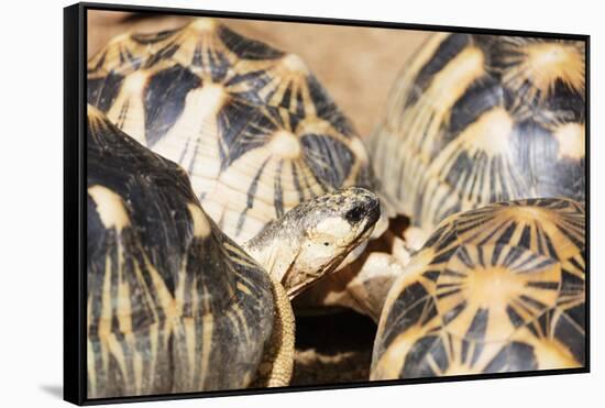 Radiated tortoise, critically endangered in the wild, Ivoloina Zoological Park, Tamatave, Madagasca-Christian Kober-Framed Stretched Canvas