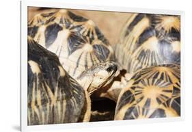 Radiated tortoise, critically endangered in the wild, Ivoloina Zoological Park, Tamatave, Madagasca-Christian Kober-Framed Photographic Print