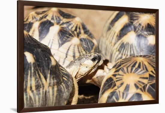 Radiated tortoise, critically endangered in the wild, Ivoloina Zoological Park, Tamatave, Madagasca-Christian Kober-Framed Photographic Print