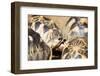 Radiated tortoise, critically endangered in the wild, Ivoloina Zoological Park, Tamatave, Madagasca-Christian Kober-Framed Photographic Print