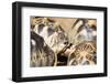 Radiated tortoise, critically endangered in the wild, Ivoloina Zoological Park, Tamatave, Madagasca-Christian Kober-Framed Photographic Print