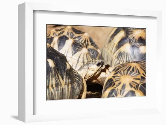 Radiated tortoise, critically endangered in the wild, Ivoloina Zoological Park, Tamatave, Madagasca-Christian Kober-Framed Photographic Print