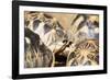 Radiated tortoise, critically endangered in the wild, Ivoloina Zoological Park, Tamatave, Madagasca-Christian Kober-Framed Photographic Print