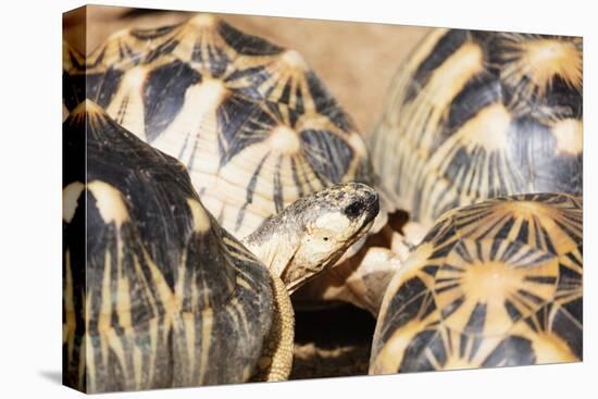 Radiated tortoise, critically endangered in the wild, Ivoloina Zoological Park, Tamatave, Madagasca-Christian Kober-Stretched Canvas