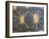 Radiated Tortoise Shell, Berenty Reserve, Madagascar-Edwin Giesbers-Framed Photographic Print