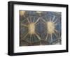 Radiated Tortoise Shell, Berenty Reserve, Madagascar-Edwin Giesbers-Framed Photographic Print