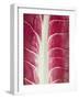 Radicchio Leaf-null-Framed Photographic Print