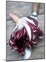 Radicchio Trevisano on a Knife-Marc O^ Finley-Mounted Photographic Print