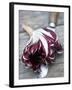 Radicchio Trevisano on a Knife-Marc O^ Finley-Framed Photographic Print