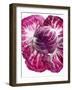 Radicchio-Andreas Wegelin-Framed Premium Photographic Print