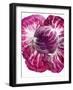 Radicchio-Andreas Wegelin-Framed Photographic Print