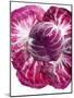 Radicchio-Andreas Wegelin-Mounted Photographic Print