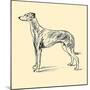 Radicome The Greyhound-Lucy Dawson-Mounted Art Print