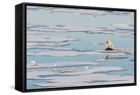 Radio Collared Female Polar Bear (Ursus Maritimus) with Fresh Seal Kill on Ice in Hinlopen Strait-Michael Nolan-Framed Stretched Canvas