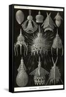 Radiolaria-Ernst Haeckel-Framed Stretched Canvas