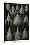 Radiolaria-Ernst Haeckel-Stretched Canvas