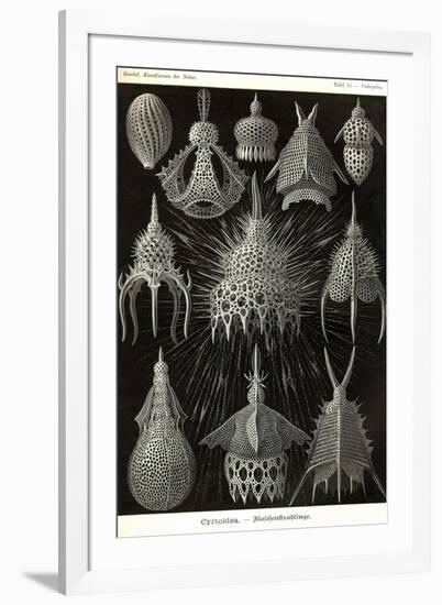 Radiolaria-Ernst Haeckel-Framed Art Print