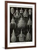 Radiolaria-Ernst Haeckel-Framed Art Print