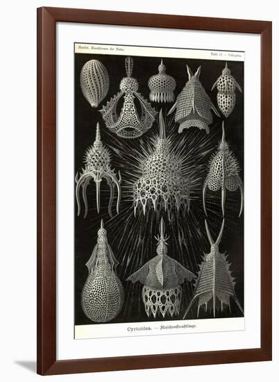 Radiolaria-Ernst Haeckel-Framed Art Print