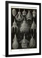 Radiolaria-Ernst Haeckel-Framed Art Print