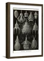 Radiolaria-Ernst Haeckel-Framed Art Print