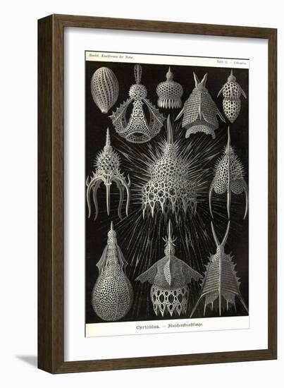 Radiolaria-Ernst Haeckel-Framed Art Print