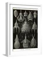 Radiolaria-Ernst Haeckel-Framed Art Print