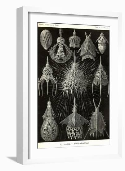 Radiolaria-Ernst Haeckel-Framed Art Print