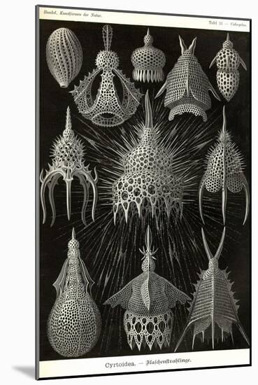 Radiolaria-Ernst Haeckel-Mounted Art Print