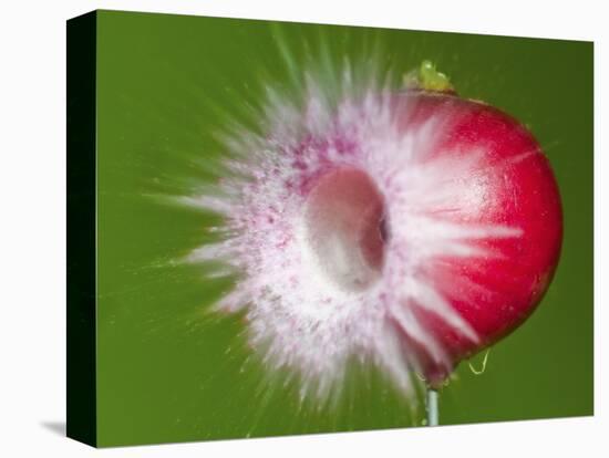 Radish Impact-Alan Sailer-Stretched Canvas