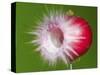 Radish Impact-Alan Sailer-Stretched Canvas