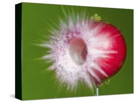 Radish Impact-Alan Sailer-Stretched Canvas