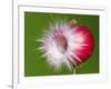 Radish Impact-Alan Sailer-Framed Photographic Print