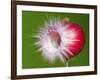 Radish Impact-Alan Sailer-Framed Photographic Print