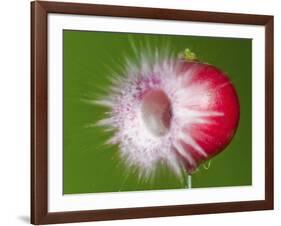 Radish Impact-Alan Sailer-Framed Photographic Print