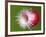 Radish Impact-Alan Sailer-Framed Photographic Print