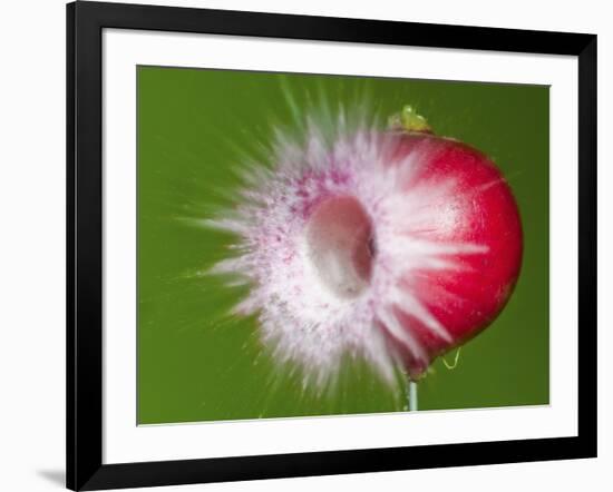 Radish Impact-Alan Sailer-Framed Photographic Print