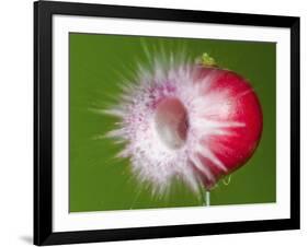 Radish Impact-Alan Sailer-Framed Photographic Print