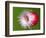 Radish Impact-Alan Sailer-Framed Photographic Print