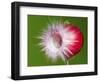 Radish Impact-Alan Sailer-Framed Photographic Print